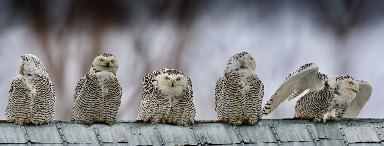 Harfang des neiges Snowy Owl Bubo scandiacus Ukpik by Christian Fritschi is licensed under CC BY 2.0